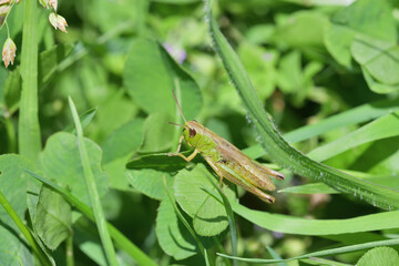 Green Meadow Grasshopper hidden in the green grass 
