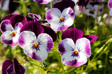 Fototapeta premium Beautiful white, purple and yellow center pansy flowers under the sunlight in Kyoto, japan