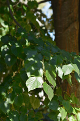 Broad-leaved lime