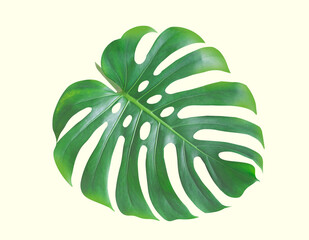 Monstera Deliciosa or Swiss Cheese Plant leaf texture isolated