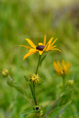 Goldsturm Coneflower