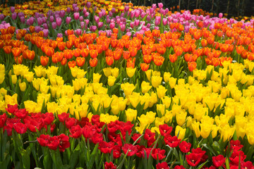 Colorful red and yellow tulip flowers in garden background