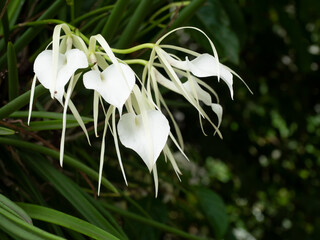 Lady of the night orchid (Brassavola Nodosa) blossom with dark green bush in background