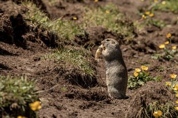 Naklejka na ściany i meble A gopher stands on its hind legs on the ground and holds food in its paws and eats it. Animals in the wild nature. Animals in the wild nature
