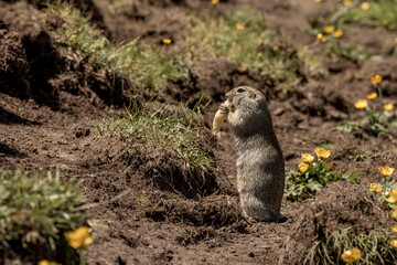A gopher  stands on its hind legs on the ground and holds food in its paws and eats it. Animals in the wild nature. Animals in the wild nature