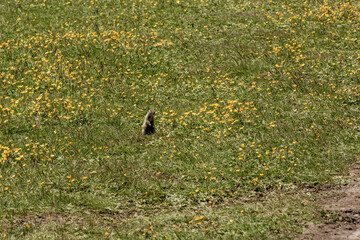 Gopher sitting in the summer grass. Animals in the wild nature