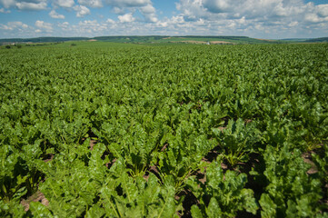Fototapeta na wymiar sugar beet leaves three months old, in a field with blue sky