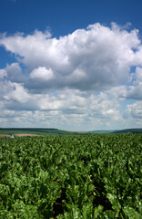 Field with sugar beet with beautiful sky