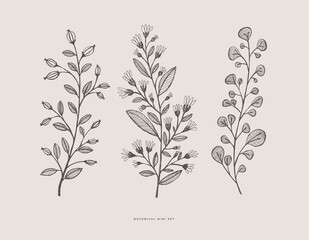 Set of hand-drawn curly flowers. Wild herbs vector illustration. Floral design element for greeting card, poster, cover, invitation. Botanical retro image for a garden background.