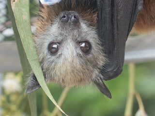 Orphan Grey-headed Flying-fox (Pteropus poliocephalus)