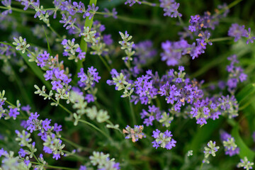 Obraz premium Kwiaty lawendy nieostre, pastelowe kolory i rozmycie tła.