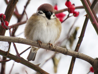 A sparrow sits on a branch. Close-up. Macro. The feather is brown. Winter.