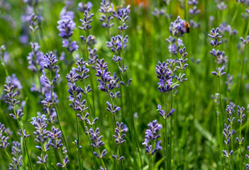 Lavender flowers in a soft focus, pastel colors and blur background. 