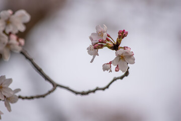 桜の木と花びら