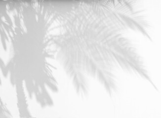 Abstract gray shadow background of natural palm leaves