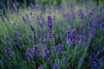 Obraz premium Lavendel blüht hellblauviolett im Garten