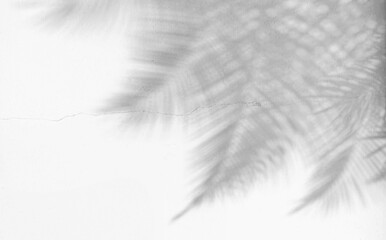 Abstract gray shadow background of natural palm leaves