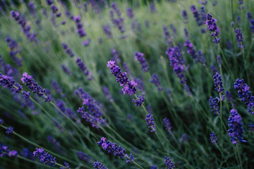 Lavendel blüht hellblauviolett im Garten