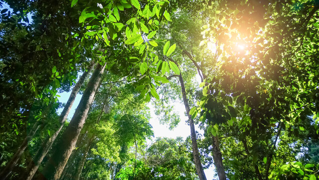 Looking up view of tropical green trees in the jungle rain forest with sunlight in Thailand. ecology greenery freshness foliage nature