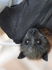 Orphan Grey-headed Flying-fox (Pteropus poliocephalus)
