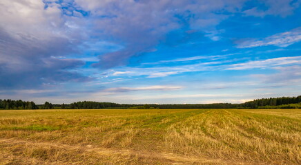 Fototapeta na wymiar Summer landscape with compressed field and trees against blue sky with white clouds