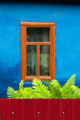 Brown wooden window on a blue wall  and leaves of fern.