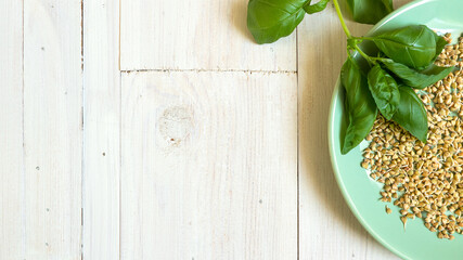 Integral buckwheat sprouted in the green plate. A branch of fresh basil on the white wooden table, copy space to the left