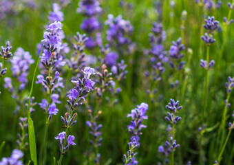 Obraz premium Lavender flowers in a soft focus, pastel colors and blur background. 