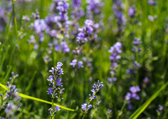 Lavender flowers in a soft focus, pastel colors and blur background. 