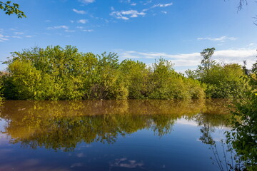 Quiet river with banks covered with vegetation in summer