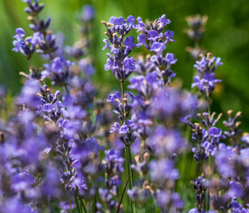 Naklejka premium Lavender flowers in a soft focus, pastel colors and blur background. 