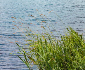 Green grass closeup on a background of lake