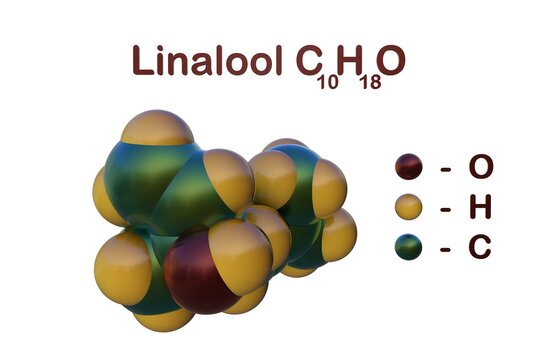 Structural chemical formula and space-filling molecular model of linalool, a monoterpene compound commonly found as major component of essential oils of aromatic species. 3d illustration