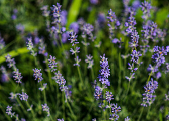 Fototapeta na wymiar Lavender flowers in a soft focus, pastel colors and blur background. 