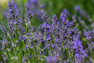 Obraz premium Lavender flowers in a soft focus, pastel colors and blur background. 