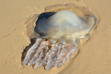 France, Aquitaine, méduse échouée à marée descendante.