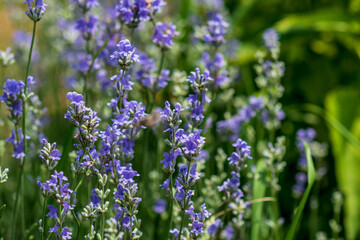 Obraz premium Lavender flowers in a soft focus, pastel colors and blur background. 