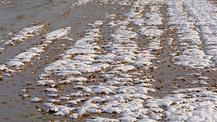 Lumps of grass in a swamp covered with snow on a cold winter day