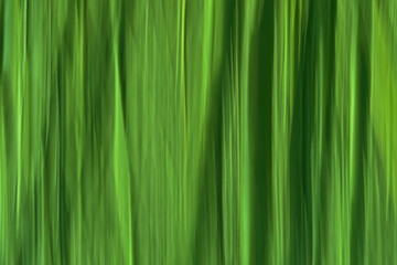Abstract background through intentional camera movement of birch trees in tints green. vertical texture 