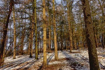 Winter spruce forest with snow on the floor on a sunny winter day in Bourgoyen nature reserve, Ghent, Flanders, Belgium 