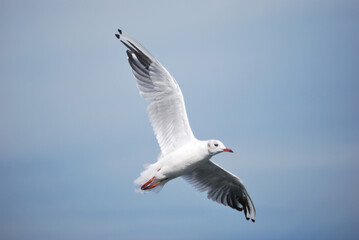 
seagull in flight with open wings