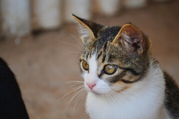 Cat with yellow, grey and white colors