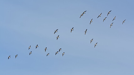 Flock of barnacle geese flying on a blue sky with spread wings, low angle view - Branta leucopsis 