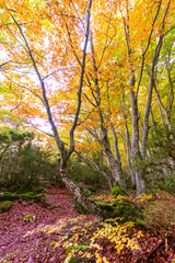 Leaves, trunks and details of a beautiful autumn ayedo.