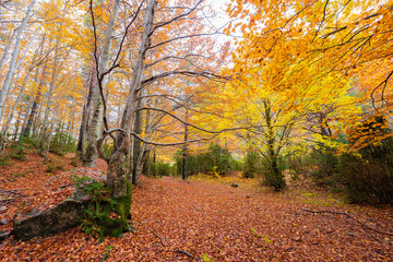 Leaves, trunks and details of a beautiful autumn ayedo.