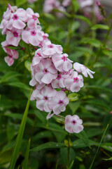 Beautiful flowers phlox paniculata. Flowering branch of purple phlox in the garden