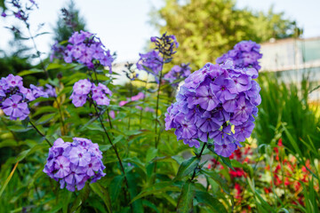 Beautiful flowers phlox paniculata. Flowering branch of purple phlox in the garden