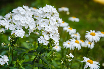 Beautiful flowers phlox paniculata. Flowering branch of purple phlox in the garden