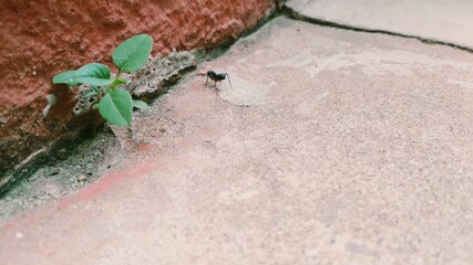 ant 