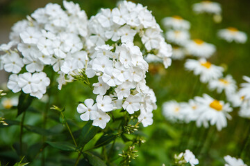 Beautiful flowers phlox paniculata. Flowering branch of purple phlox in the garden
